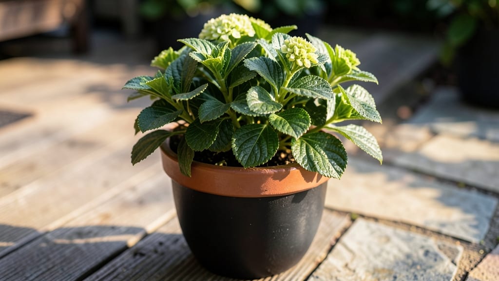 Oakleaf Hydrangea 'PeeWee' For Container Privacy