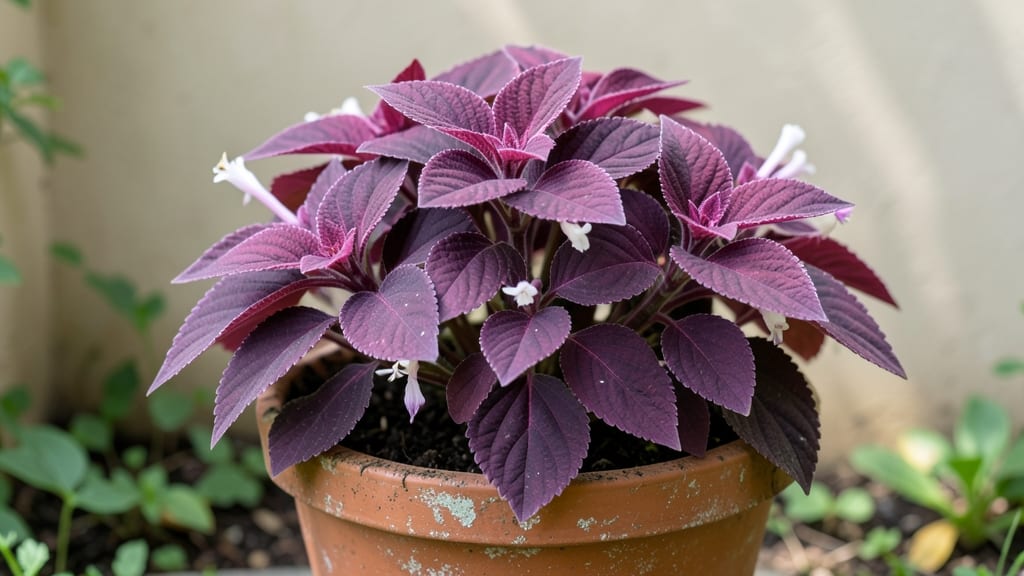 Purple Leafy Plant: Cold-Hardy Stunner That Thrives Year-Round